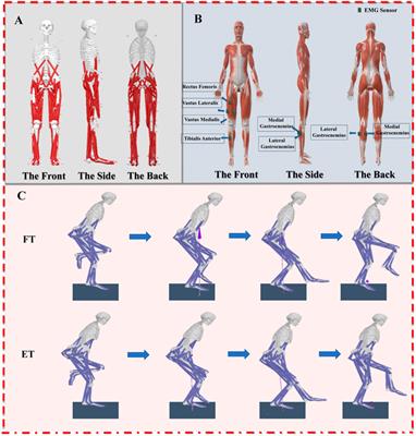 Exploring biomechanical variations in ankle joint injuries among Latin dancers with different stance patterns: utilizing OpenSim musculoskeletal models